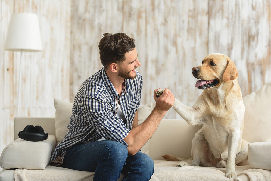 The Dos and Dont’s of House Breaking a Pet