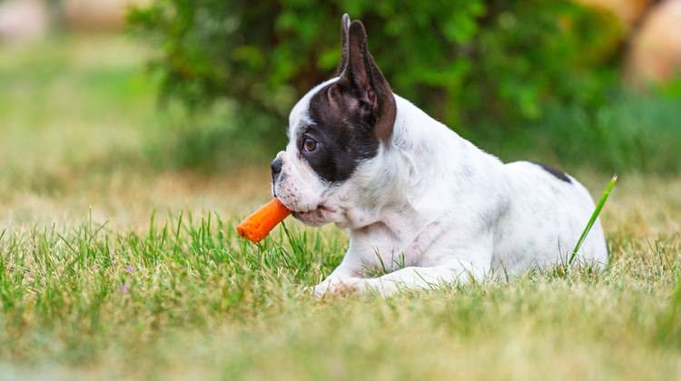Your Dog Will Love These Homemade Treats!