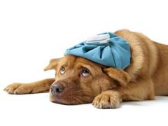 A Lethargic Dog Is An Unhappy Dog
