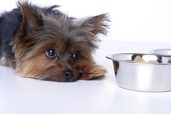 Common Signs That Your Dog May Be Sick