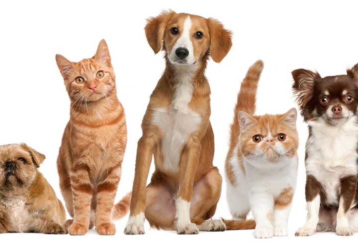 Have More Than One Pet Comes With Added Responsibility