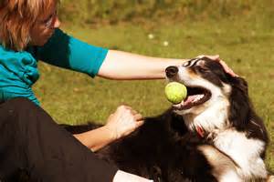 How You Can Get An ESA Dog