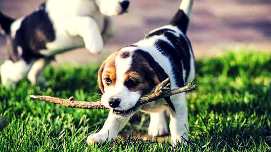 Beagle playing on grass Beagle playing on grass