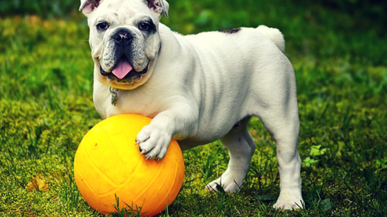 BullDog playing with ball BullDog playing with ball