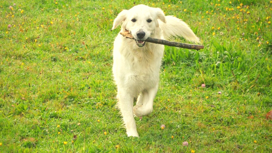 Golden Retriever playing with a stick Golden Retriever playing with a stick