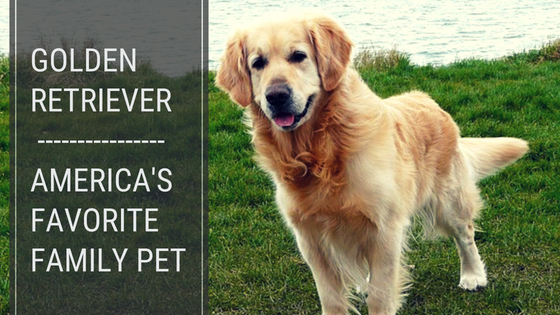 Golden Retriever standing beside a pond Golden Retriever standing beside a pond