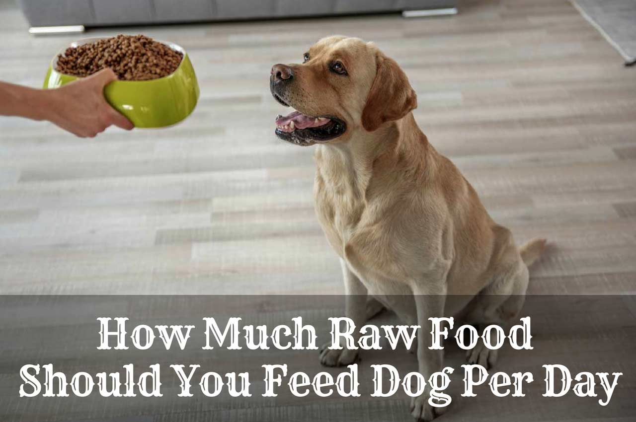 The Best Raw Dog Food Available In 2019 Therapy Pet