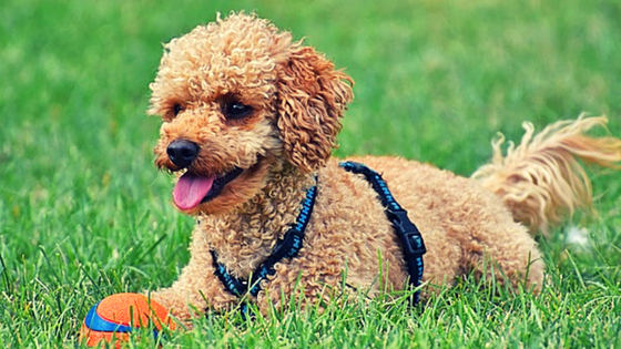 Poodle playing with a ball Poodle playing with a ball