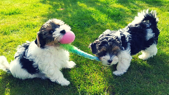 Two Yorkshire Terriers playing together Two Yorkshire Terriers playing together