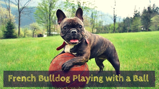 French Bulldog Playing with a Ball French Bulldog Playing with a Ball
