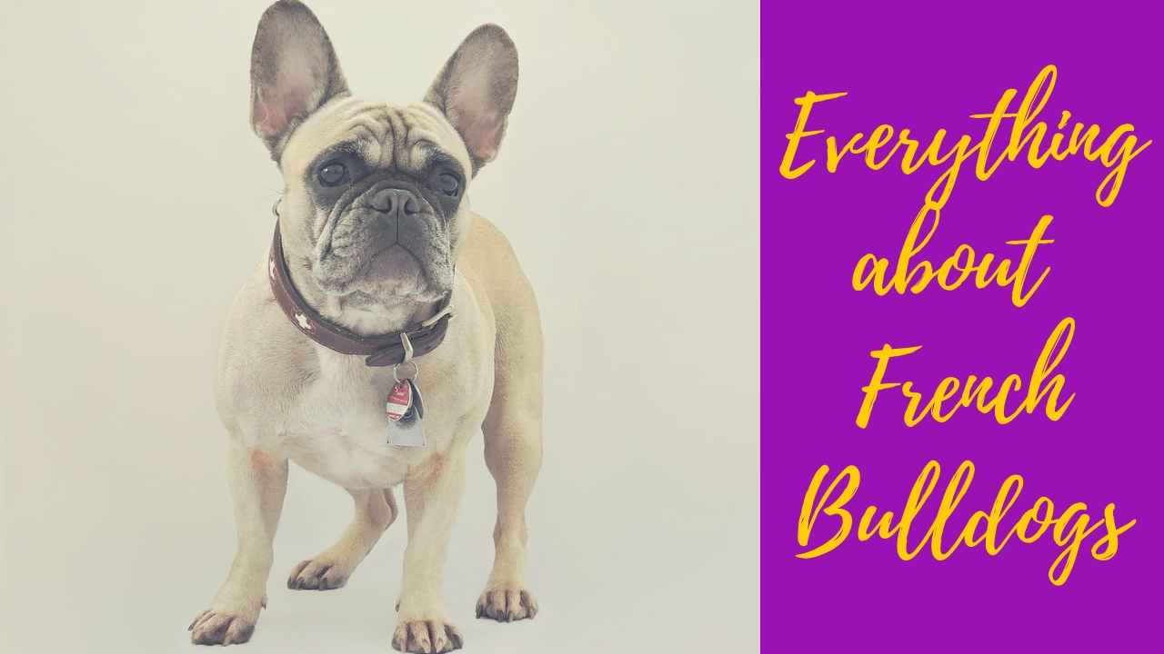 French Bulldog standing and looking forward French Bulldog standing and looking forward