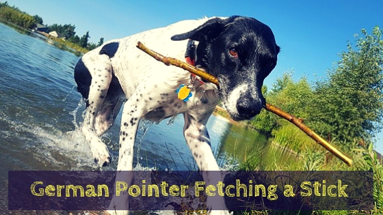 German Pointer Fetching a Stick German Pointer Fetching a Stick
