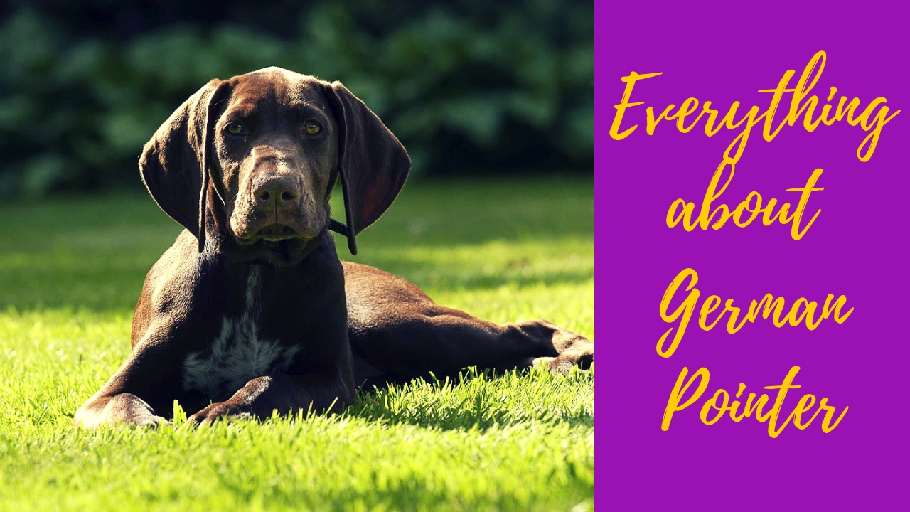 German Pointer sitting on the grass at bright daylight German Pointer sitting on the grass at bright daylight