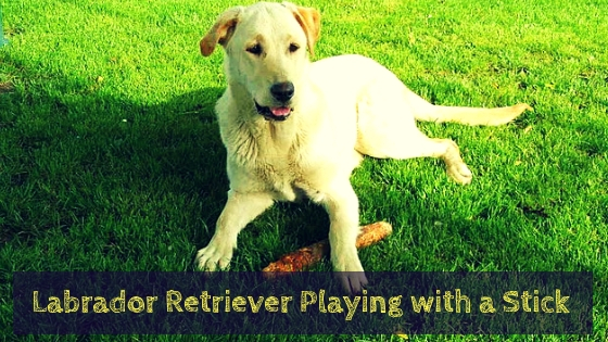 Labrador Retriever Playing with a Stick Labrador Retriever Playing with a Stick