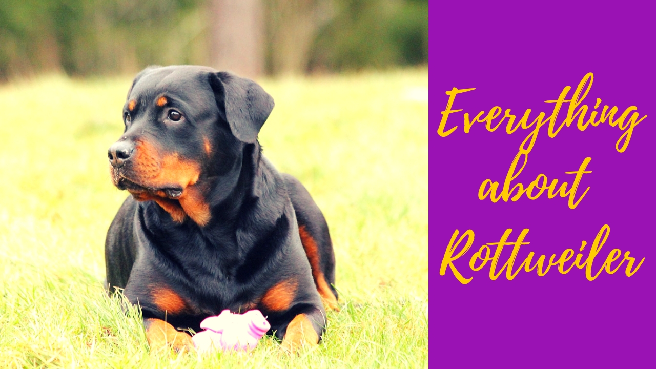 Rottweiler sitting on the grass and playing Rottweiler sitting on the grass and playing
