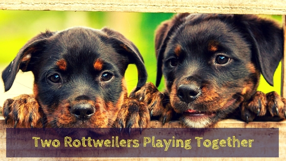 Two Rottweilers playing together Two Rottweilers playing together