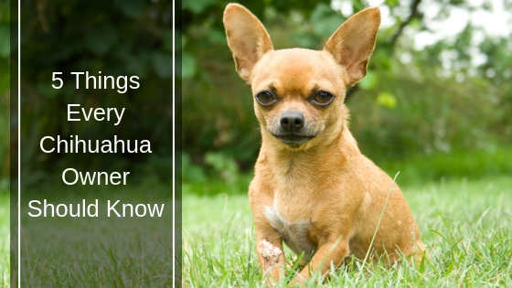 5 Things Every Chihuahua Owner Should Know HI 5 Things Every Chihuahua Owner Should Know