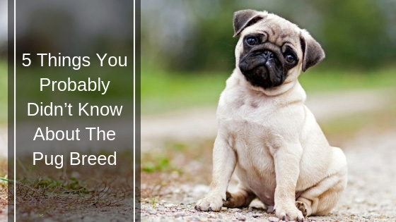 5 Things You Probably Didn’t Know about the Pug Breed HI 5 Things You Probably Didn’t Know about the Pug Breed