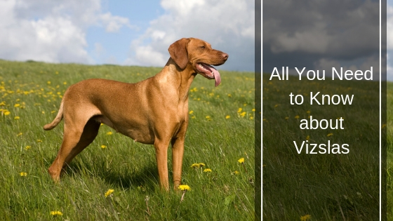 All You Need to Know about Vizslas HI All You Need to Know about Vizslas HI
