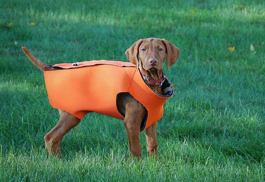 Dog-Anxiety-Vest-Two Dog-Anxiety-Vest