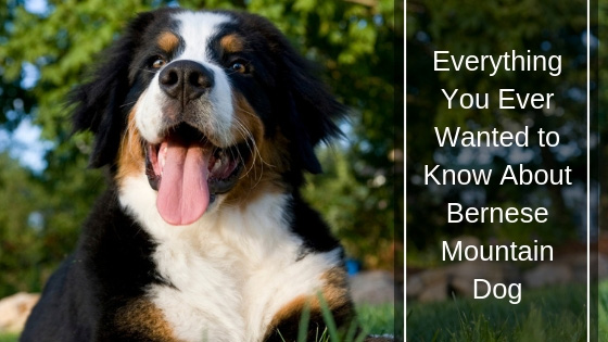 Everything You Ever Wanted to Know About Bernese Mountain Dog HI Everything You Ever Wanted to Know About Bernese Mountain Dog