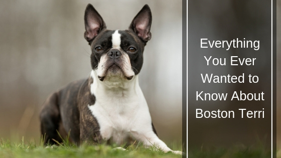 Everything You Ever Wanted to Know About Boston Terri HI Everything You Ever Wanted to Know About Boston Terri