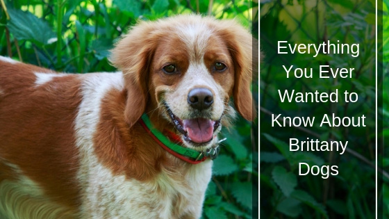 Everything You Ever Wanted to Know About Brittany Dogs HI Everything You Ever Wanted to Know About Brittany Dogs