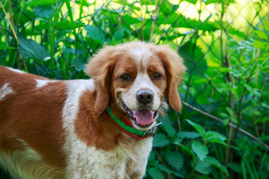 Brittany Dogs Facts You Didn't Know About This Breed