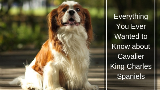 Everything You Ever Wanted to Know About Cavalier King Charles Spaniels Everything You Ever Wanted to Know About Cavalier King Charles Spaniels