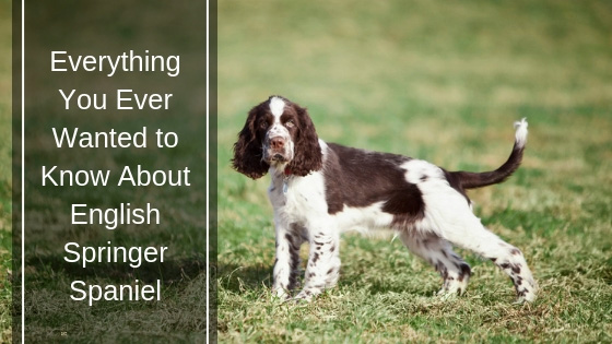 Everything You Ever Wanted to Know About English Springer Spaniel HI Everything You Ever Wanted to Know About English Springer Spaniel
