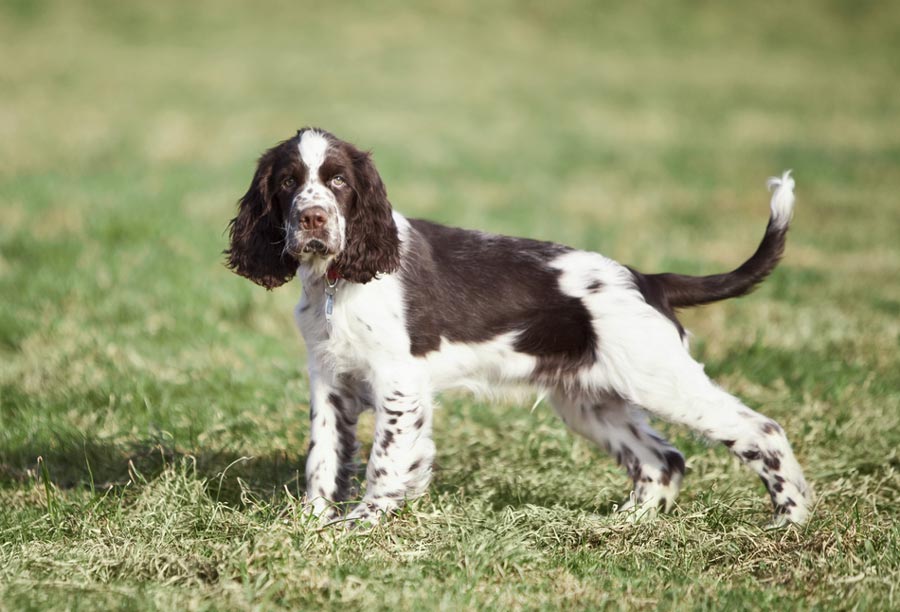 English Springer Spaniel Future Owners Should Read This