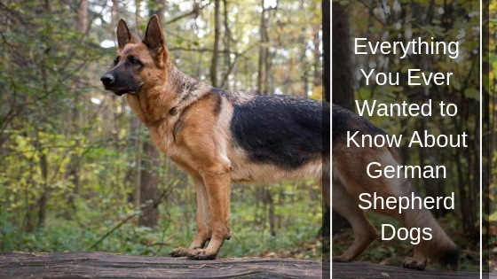 Everything You Ever Wanted to Know About German Shepherd Dogs Everything You Ever Wanted to Know About German Shepherd Dogs