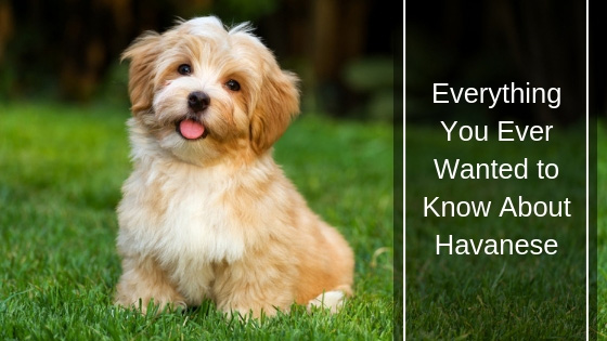 Everything You Ever Wanted to Know About Havanese HI Everything You Ever Wanted to Know About Havanese