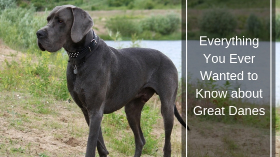 Everything You Ever Wanted to Know About Labrador Retrievers Everything You Ever Wanted to Know About Labrador Retrievers