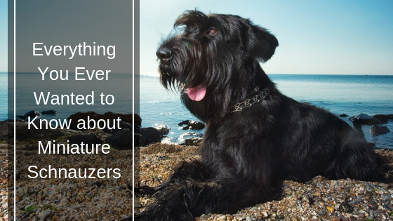 Everything You Ever Wanted to Know About Miniature Schnauzers Everything You Ever Wanted to Know About Miniature Schnauzers