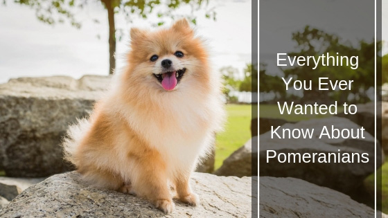 Everything You Ever Wanted to Know About Pomeranians HI Everything You Ever Wanted to Know About Pomeranians