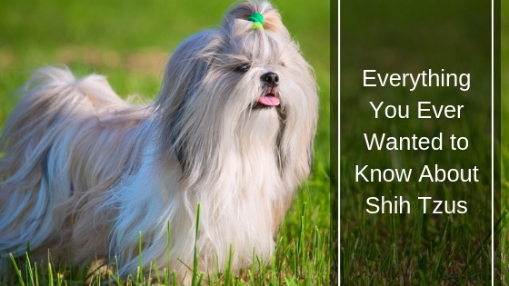 Everything You Ever Wanted to Know About Shih Tzus HI Everything You Ever Wanted to Know About Shih Tzus