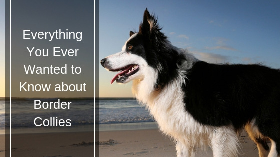 Everything You Ever Wanted to Know about Border Collies HI Everything You Ever Wanted to Know about Border Collies
