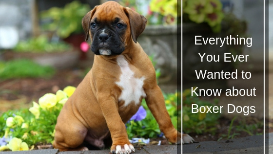 Everything You Ever Wanted to Know about Boxer Dogs