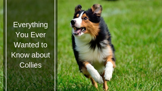 Everything You Ever Wanted to Know about Collies HI Everything You Ever Wanted to Know about Collies