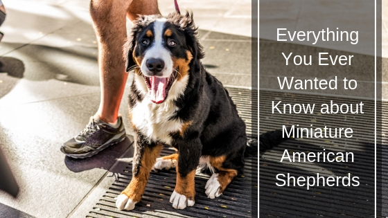 Everything You Ever Wanted to Know about Miniature American Shepherds HI Everything You Ever Wanted to Know about Miniature American Shepherds