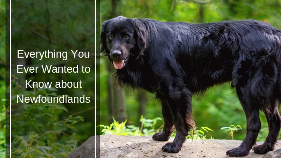Everything You Ever Wanted to Know about Newfoundlands HI Everything You Ever Wanted to Know about Newfoundlands