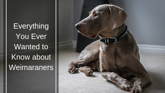 Everything You Ever Wanted to Know about Weimaraners Everything You Ever Wanted to Know about Weimaraners