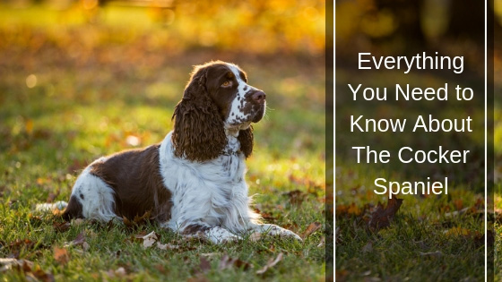 Everything You Need to Know about the Cocker Spaniel HI Everything You Need to Know about the Cocker Spaniel