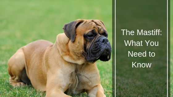 The Mastiff What You Need to Know The Mastiff What You Need to Know