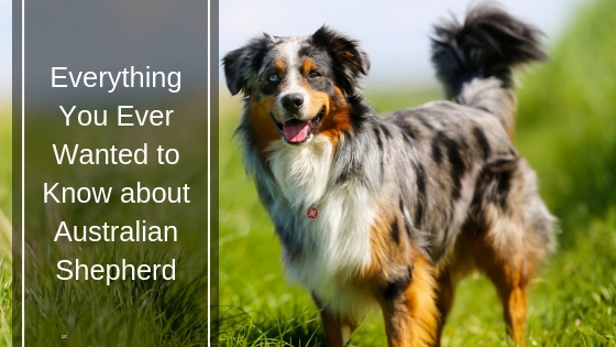 Everything You Ever Wanted to Know About Australian Shepherd Everything You Ever Wanted to Know About Australian Shepherd