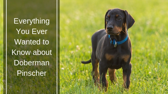 Everything You Ever Wanted to Know About Doberman Pinscher Everything You Ever Wanted to Know About Doberman Pinscher