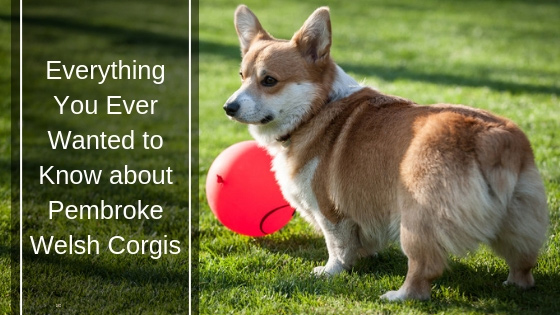 Everything You Ever Wanted to Know About Pembroke Welsh Corgis Everything You Ever Wanted to Know About Pembroke Welsh Corgis