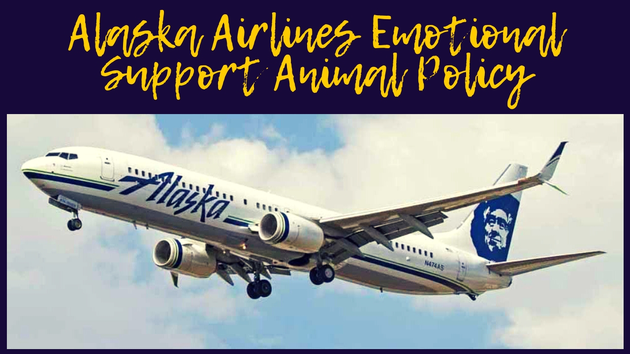 Alaska Airlines Emotional Support Animal Policy Alaska Airlines Emotional Support Animal Policy