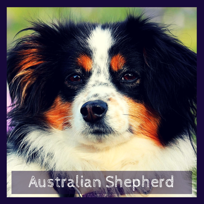 Australian Shepherd Australian Shepherd